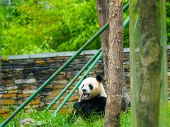 -卧龙中华大熊猫苑神树坪基地