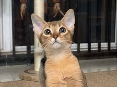 -猫十亿·布偶金渐层·曼基康矮脚猫舍(青年路店)
