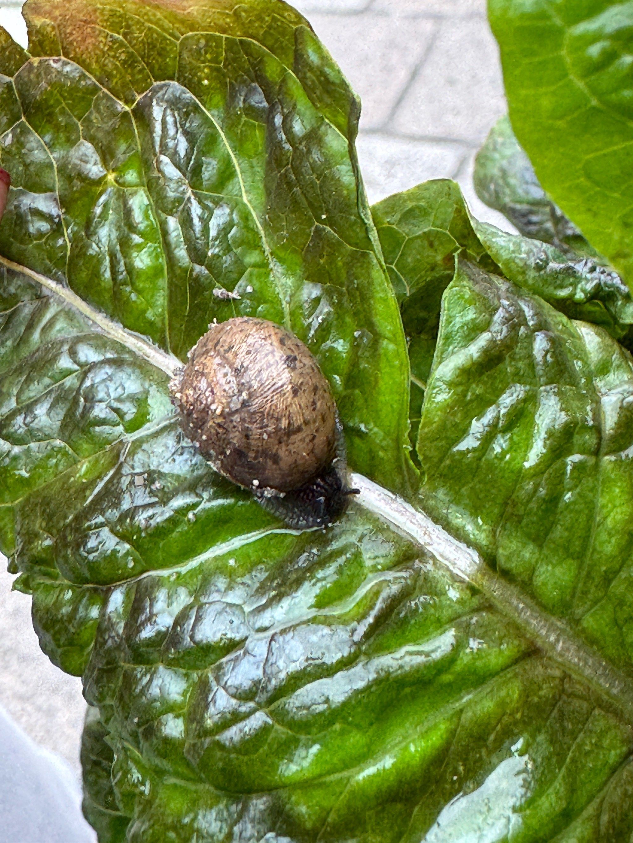 蜗牛遇到盐为什么融化 蜗牛遇到盐为什么融化