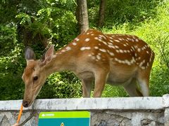 -大连森林动物园