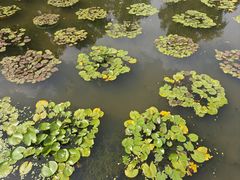 -莲花池公园