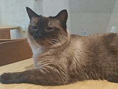 -藏猫猫咖啡主题馆(中央大道店)