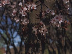 -顾村公园