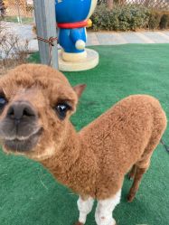 点击看大图 -萌宠亲子动物乐园(槐房万达店)