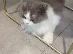 -飞行喵MR PILOT|猫舍·猫咖(静安大融城店)