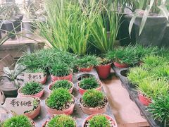 -万商花鸟市场