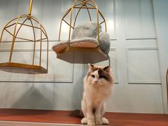 -遇见羊驼·奶狗咖·布偶猫咖·法斗柯基柴犬阿拉斯加(春熙路太古里IFS店)