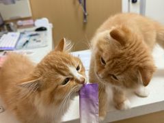 -瑞派康怡24h宠物医院·犬猫医疗中心·微创绝育(瑞景分院)