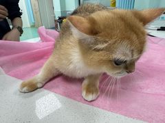 -北京观赏动物医院·24小时大型综合·猫专科·异宠专科