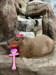 -Zoolung Zoolung动物主题公园(海信广场店)