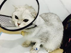 -伟伟宠物医院·CT影像中心·瑞派犬猫综合性门诊(汉口总院)
