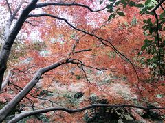 -秋霞圃