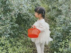 -金谷域澳洲庄园