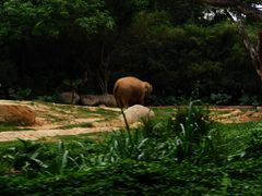 -广州长隆野生动物世界