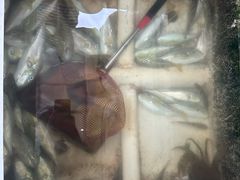 -鑫艋游艇海钓俱乐部