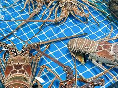 -三亚火车头万人海鲜广场