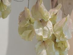 -三圣花乡旅游区