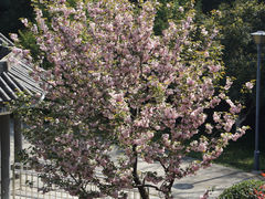 -菊花台公园