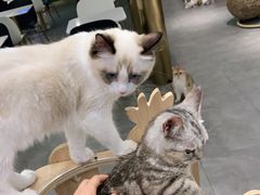 -飞行喵MR PILOT|猫舍·猫咖(静安大融城店)