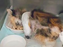 -瑞派长江宠物医院·猫科·外科·24小时夜护(谊城公寓分院)