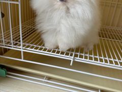 -宠爱多约克夏马尔济斯泰迪小型犬专卖