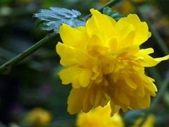 -上海鲜花港
