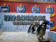 -海合安武汉极地海洋公园
