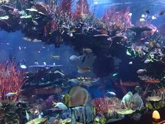 -迪拜帆船酒店海底餐厅