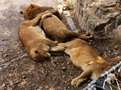 -大连森林动物园