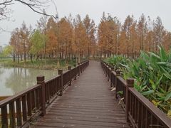 -九科绿洲