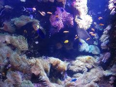-悉尼海洋生物水族馆