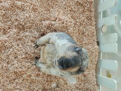 -怪兽屋·羊驼·猫咖·狗咖(俊华广场店)