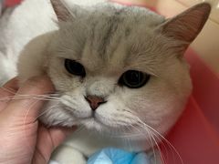 -纳吉亚猫专科动物诊疗中心(蒋宅口分院)