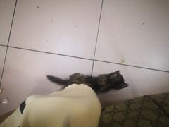 -清真·白家牛肉罩火烧老店(育才街店)