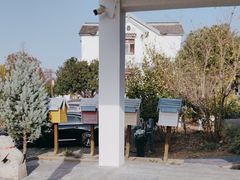 -大塘金香草谷