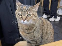 -龙华素斋(龙华路店)