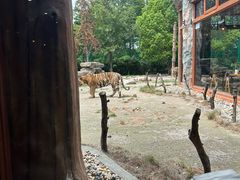 -上海野生动物园老虎餐厅