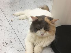 -喵园·猫主题咖啡厅·撸猫·猫咖(国贸店)