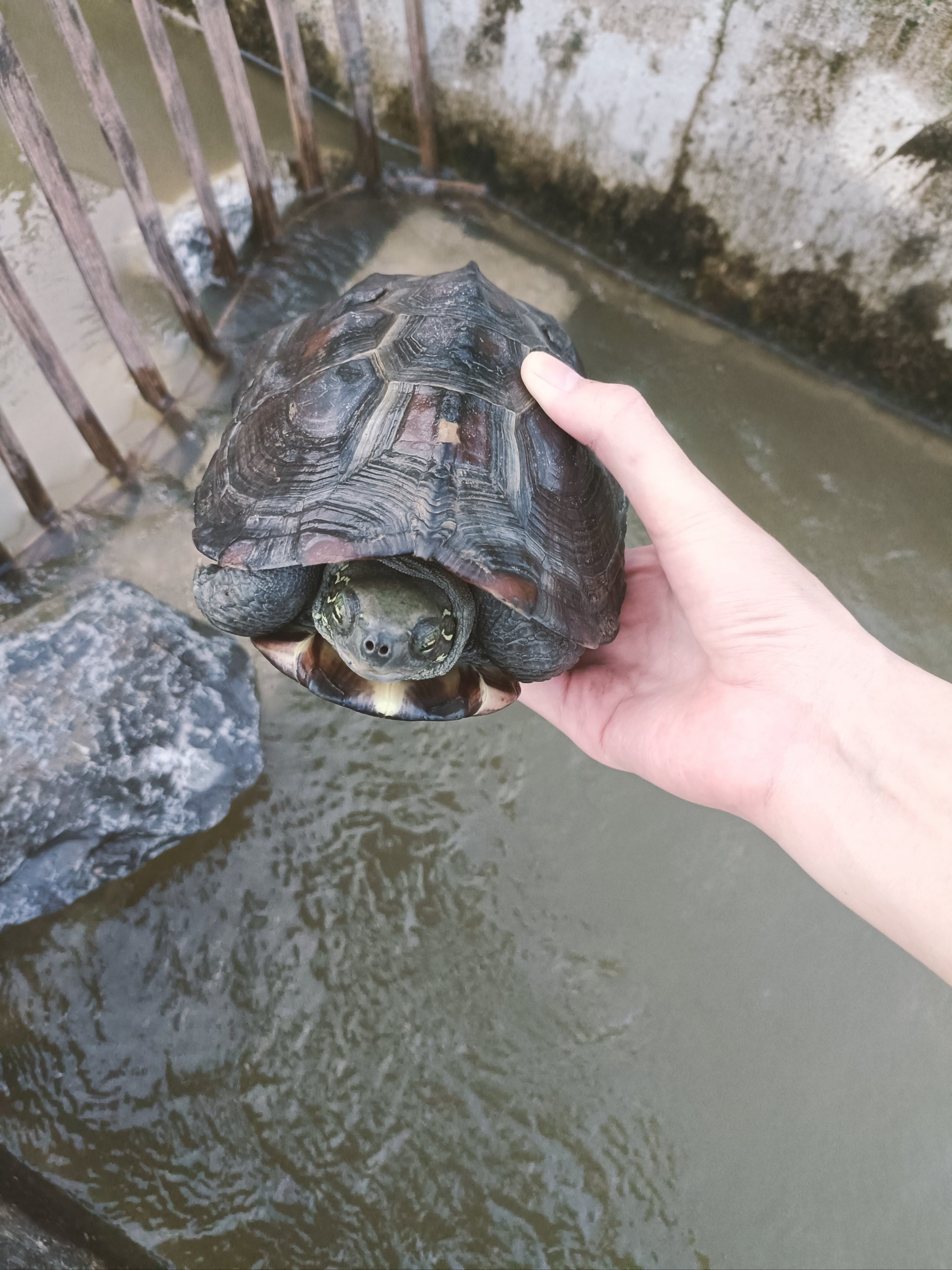 各种乌龟的图片 壁纸图片