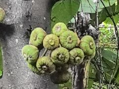 -曼听御花园