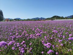 -北京东方普罗旺斯薰衣草庄园