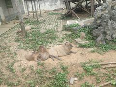 -合肥野生动物园