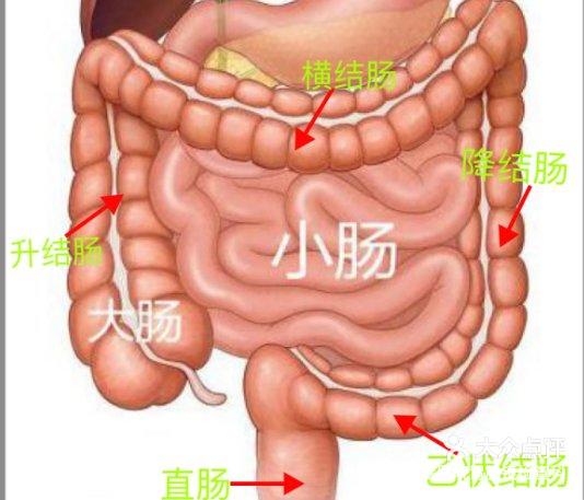 横结肠的作用图片