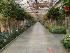 -南宫五洲植物乐园