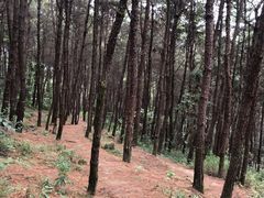 -铁山坪森林公园