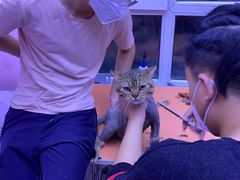 -喵百万·布偶·蓝金金渐层英短·猫舍(百子湾店)
