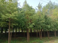 -合肥滨湖国家森林公园