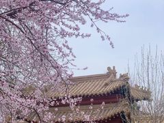 -桃花堤公园