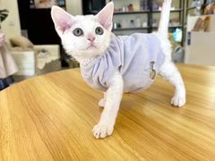 -柚子猫舍·精品猫舍购猫·猫咪认养·购宠·宠物店