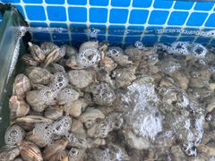 -叶姐海鲜(棋子湾店)